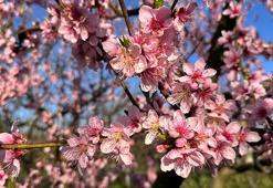 Bursa'da üreticiyi korkutan manzara! Meyve ağaçları çiçek açtı