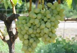 Bağcılıkta yeni dönem! Resmen tescillendi: Üreticinin yeni gözdesi olacak