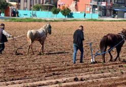 Tarlaya atlı sabanla girdi! Adana'da çekilen görüntüler tartışma yarattı