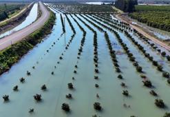 Çukurova’da korkutan tablo: Baraj kapakları açıldı, narenciye bahçeleri sular altında!