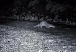 Tekirdağ’daki Ganos Dağları'nda nadir görüntü: Ormanda yürüyen su samuru kamerada