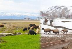 Muş'ta kış ve bahar aynı anda yaşanıyor! Kar kalınlığı 2 metreyi bulurken, Muş Ovası'nda bahar havası etkisini göstermeye başladı