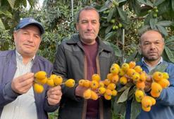 Sarı altında erken hasat! İlk ürünler bin 500 liraya satılıyor