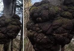 Trabzon'da avcı ormanda yürürken keşfetti! Eşi benzeri yok, altın değerinde