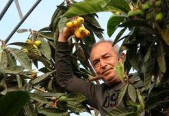 Mersin'de 'sarı altın' hasadı başladı! Üretici bile şaşırdı bu duruma: İlk paketler Dubai yolcusu