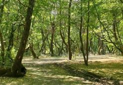 Adana, Bursa, Eskişehir dahil 21 il için orman kararı! Artık zorunlu oldu