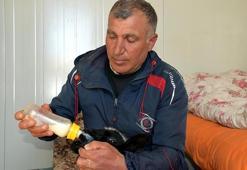 Soba başında bebek gibi bakılıyor: Annesi ölen kuzuya bebek gibi bakıyor: Karbeyaz artık evin üyesi oldu