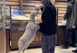 Bursa'da 3 aylık kuzuyu görenler şaşkın! Pide sırasına bile giriyor