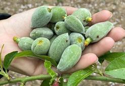 Muğla'da ilk hasat yapıldı! Kilosu bin TL: Tezgaha inmeden kapışıldı