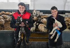 Kırsalda Bereket Küçükbaş Hayvancılığa Destek Projesi Van'da besicileri sevindirdi!