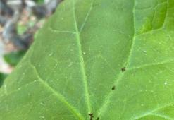 Kaz Dağları’nda heyecan verici keşif: Dünyada ilk kez görüldü, Çanakkale’nin adını aldı!