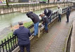 Hendek'ten geçen Uludere Çayı'nda binlerce ölü balık bulundu: Ekipler seferber oldu