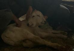 Erzurum'un köyünde görenler inanamıyor: İki tane kafası var