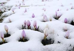 Bahar geldi derken Muş yeniden beyaza büründü! Çiğdemler çiçek açtı