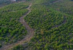 Bursa’ya yeni yol projesi! Karabey'e yapılacak