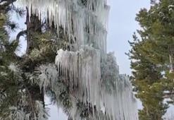 Adana'da kar manzaraları! Çam ağaçlarında metrelerce buz sarkıtı oluştu