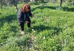 Kış ortasında gelir kendine gelir kapısı yarattı! Mersin'de 1 yılda 4 bin boğum elde etti