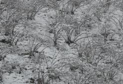 Ordu'da kar alarmı: Fındık dalları kar altında, uzmanlar don için tarih verdi