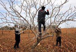 Gaziantepliler bu sene parayı bulacak! 'Yeşil altın'da rekor rekolte için her şey hazır