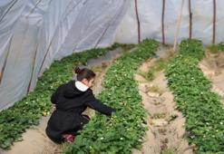 Adanalıların yeni gözdesi oldu: Jandarma koruyor! Narenciyenin devri bitti, kilosu 300 TL!