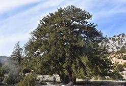 Türkiye'nin en yaşlı ağaçlarından biri Karaman'da! 19 asırdır ayakta, görenleri şaşırtıyor!