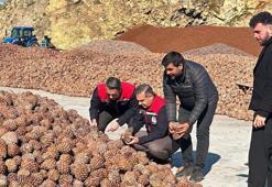 Aydın çam fıstığı dünyaya açılıyor! AB tescili meyvelerini veriyor, artık tüm dünyanın takibinde