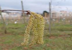 Fındık üreticileri dikkat! Tek bir hata tüm ürünü yok edebilir