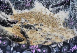 Liseli gençler keşfetti! Kıyıda buldular, sofraya getirdiler: Buğday ve arpaya rakip çıktı