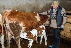 İstanbul'u terk etti, köyüne döndü! 2 yılda hayvan sayısını ikiye katladı