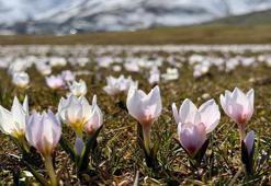 Muş'ta hayran bırakan manzara! Gören telefonuna sarılıyor