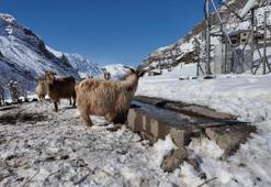 Şırnak'ta hayvancılık eski günlerini arıyor! Eskiden 200'ü bulan sayı şimdi 50'yi görmüyor: Üreticilerden destek talebi