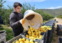 Limonda vergi ayarı! İthalatta yeni dönem: 31 Temmuz'a kadar indirim uygulanacak
