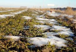 Konya'da yağışlar hububata umut oldu! Uzman isimden üreticilere kritik uyarı: Uygulama bu dönemden sonra yavaş yavaş yapılmalı