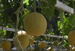 Antalya'da mevsimin ilk hasadı! Kilosu 200 liraya gitti: 2 ayda olgunlaştı