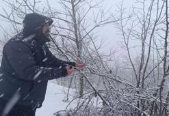 Kar yağışı sonrası bahçelerine koştular! Ordulu üretici tedirgin