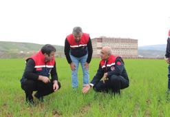 Yağışlar yüzde 150 arttı, ürünlerin fiyatları olumlu yönde etkilenebilir