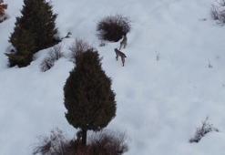 'Ormanın hayaleti' vaşak ailesi Erzincan Refahiye’de havadan görüntülendi