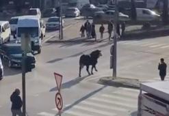 Bursa trafiğini birbirine kattı, Ankara yolunda metrelerce koştu