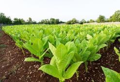 Bir tutamı 8 pakete eşdeğer! İlginç içimi var, Gaziantep'te kullanılıyor