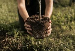 Mart ayında dik, 2 yıl içinde meyve al: Küçük bir yatırım, kısa sürede büyük kazanca dönüşüyor