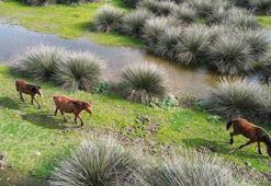 Sağanak yağışlar Kızılırmak Deltası'nı cennete çevirdi! Kuraklık bitti, su papatyaları için geri sayım başladı