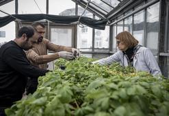Erzurum'da dışa bağımlılığı bitirecek hamle: 20 yıllık çalışmanın sonucunda geliştirildi! Sofralarda yerini alacak