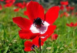 Baharın habercisi son cemre düştü mü? 2026 cemre tarihleri