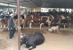 Aydın’da hayvan pazarlarına yeni düzenleme: Giriş saatleri ve kurallar değişti