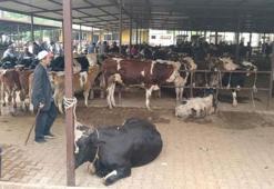 Aydın'da hayvan pazarlarında yeni düzenleme yürürlüğe girdi: Kurallar ve saatler belirlendi