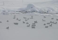 Van Çaldıran'da bulunan Kaz Gölü kuşların mekanı oldu