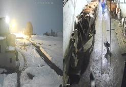 Kars'ta ilginç olay! Köpeklerine saldıran kurtları kürekle kovaladı
