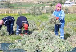Didim'de bir ilk! Hasat tamamlandı: Tarladan şişeye doğal üretim başladı