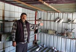 7 yaşında başladı, 52’sinde hala devam ediyor! 1 güvercinle başladı, 200 oldu!