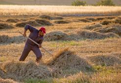 Çiftçiye 1 milyar TL'yi aşan destek! Paralar hesaplara yatırılmaya başladı, hemen kontrol edin